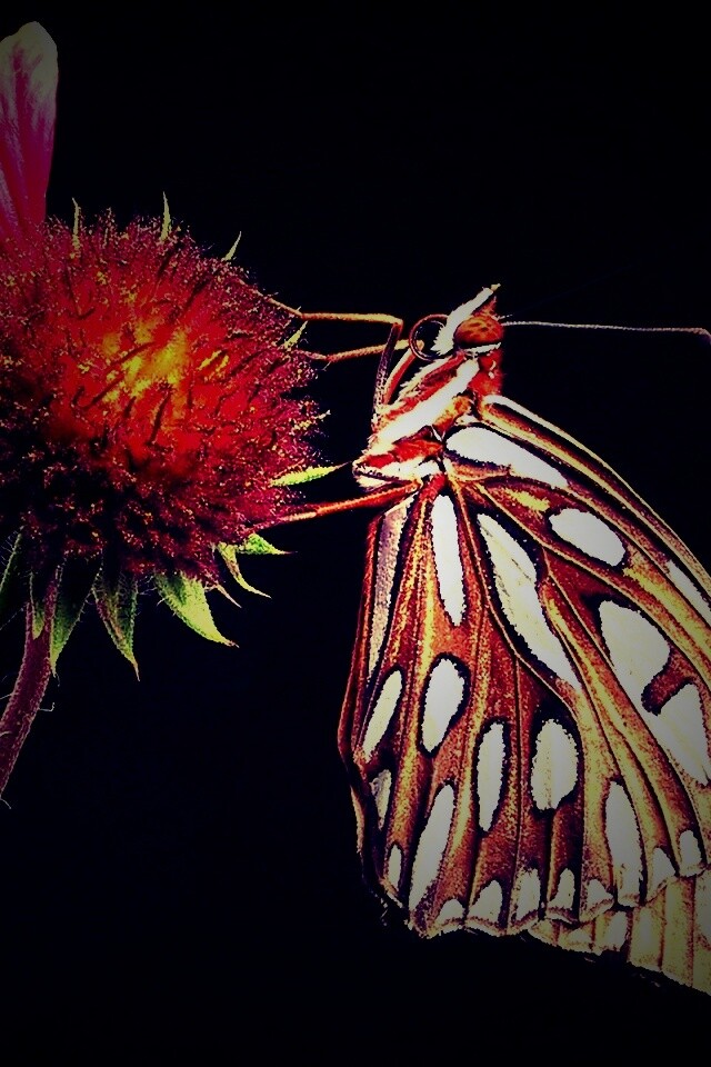 Бабочка на цветке обои