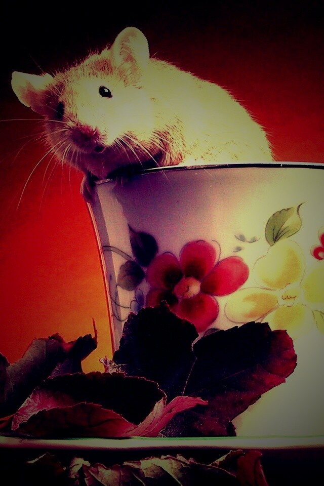 Мышонок выбирается из чашки обои