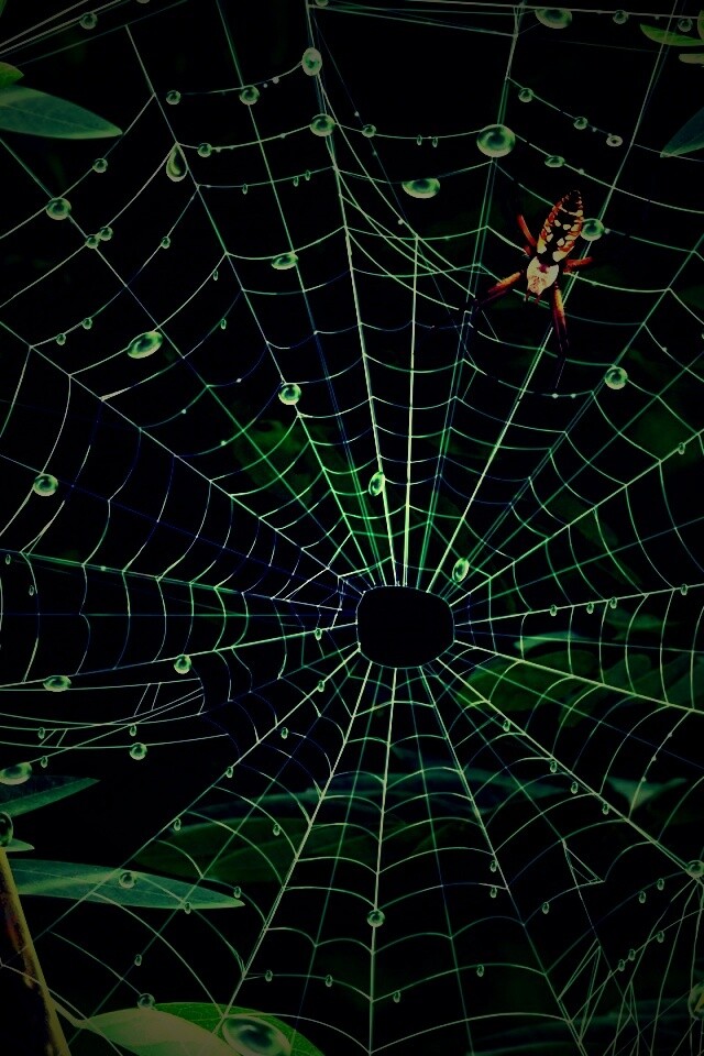 Паутина и паук обои