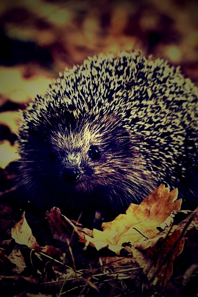 Ежик в осенней листве обои