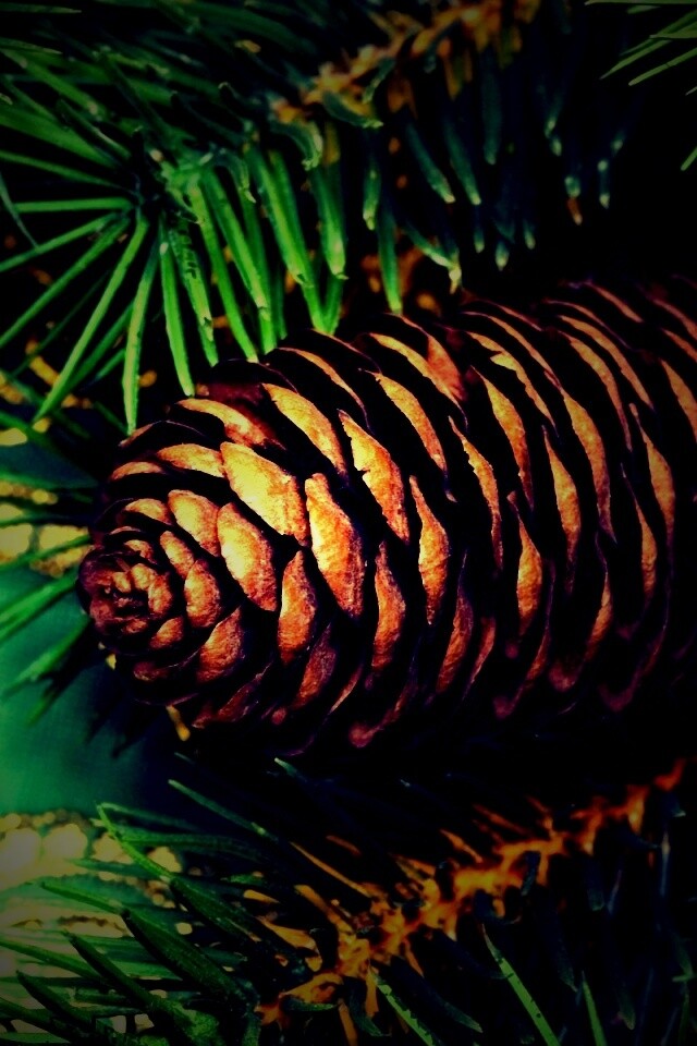 Шишка на елке обои