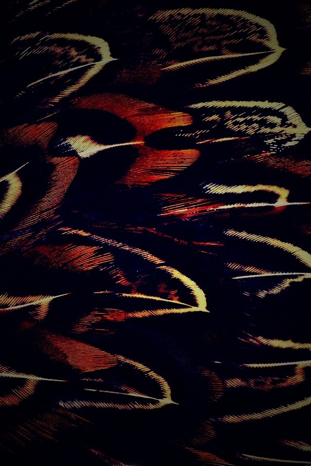 Красивые перья обои