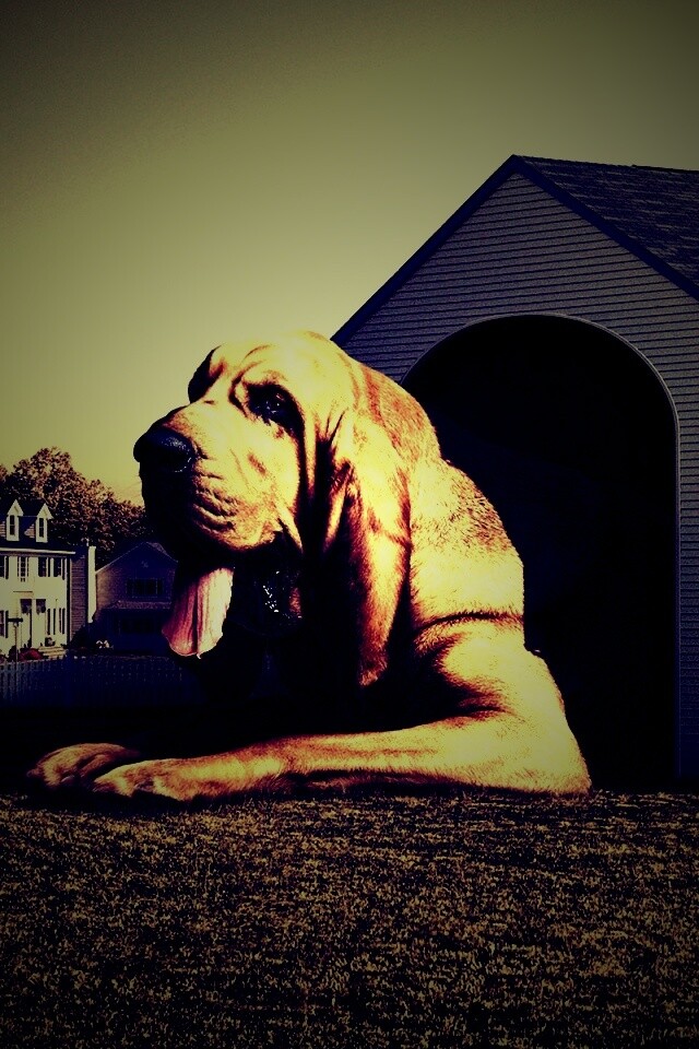 Действительно большая собака обои