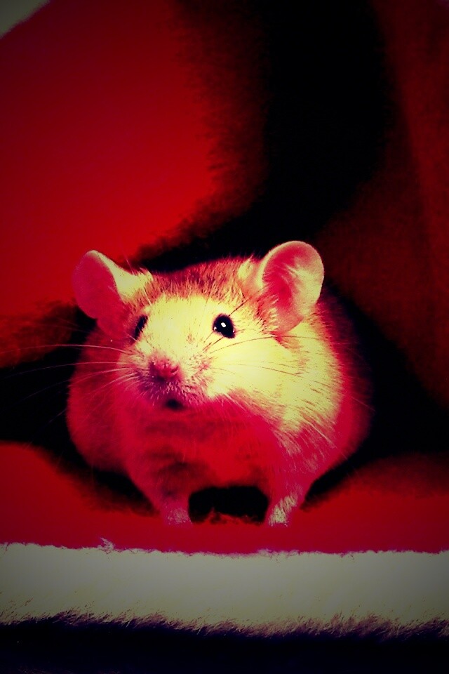 Толстый новогодний мышонок обои