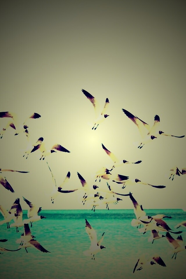 Стая взлетающих чаек обои