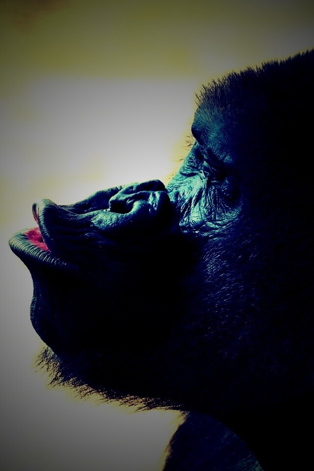 Горилла корчит рожи обои