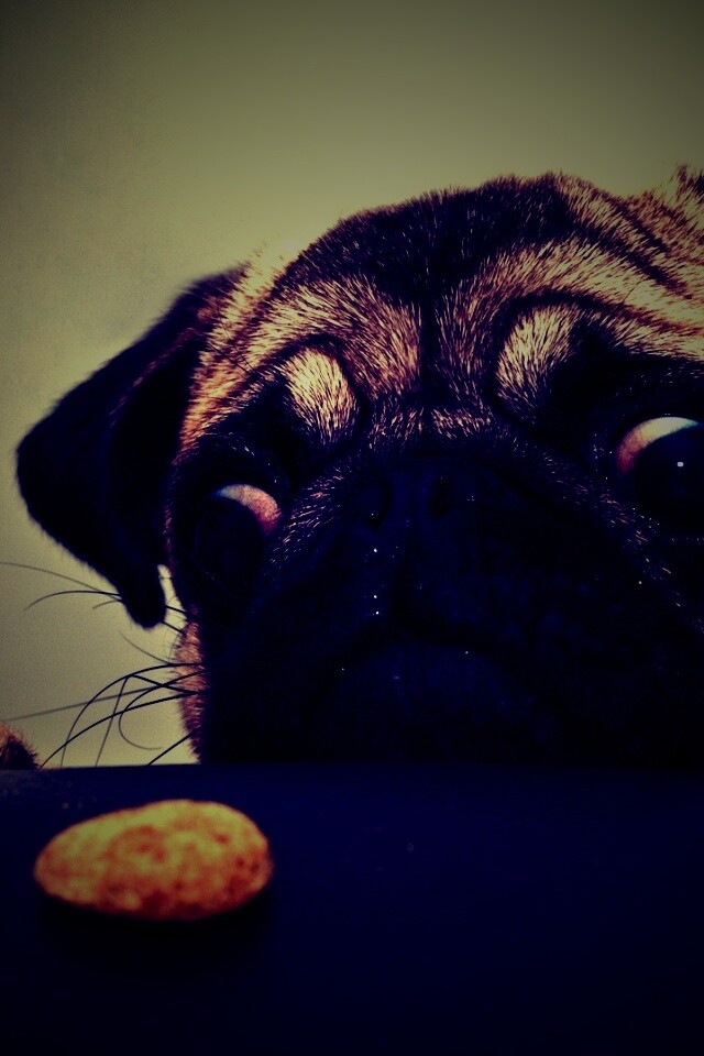 Собака нашла печеньку обои