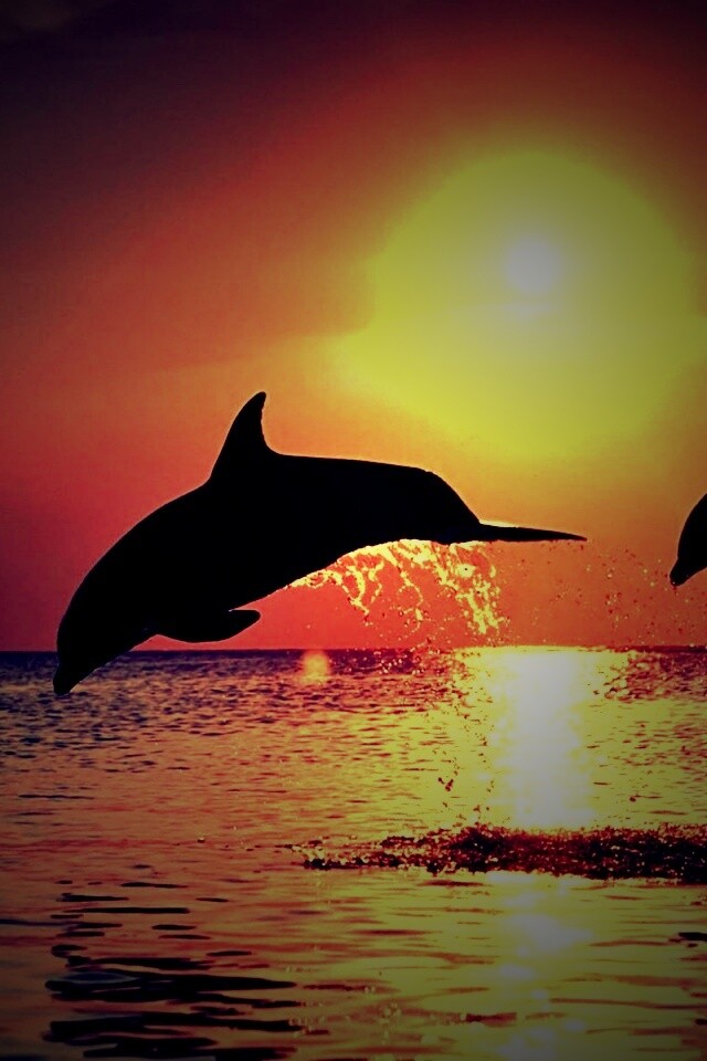 Дельфины выпрыгивают из воды обои
