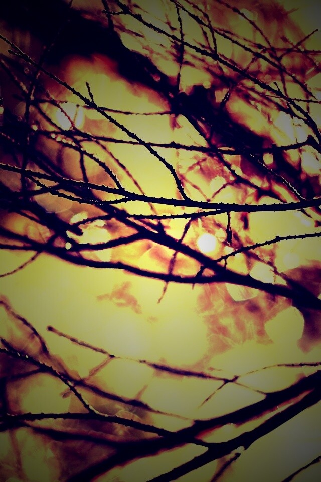 Мокрые ветви дерева обои