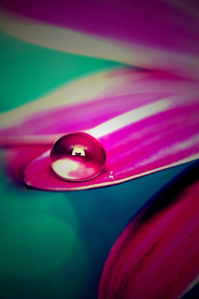 Капля на лепестке обои