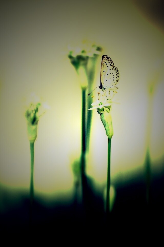 Бабочка на цветке обои