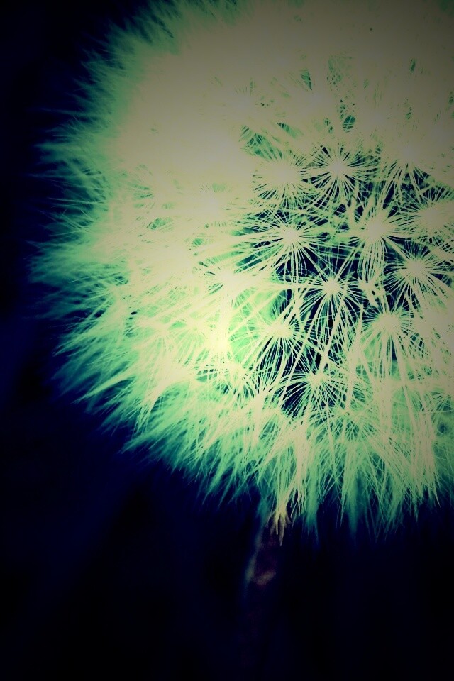 Одуванчик обои