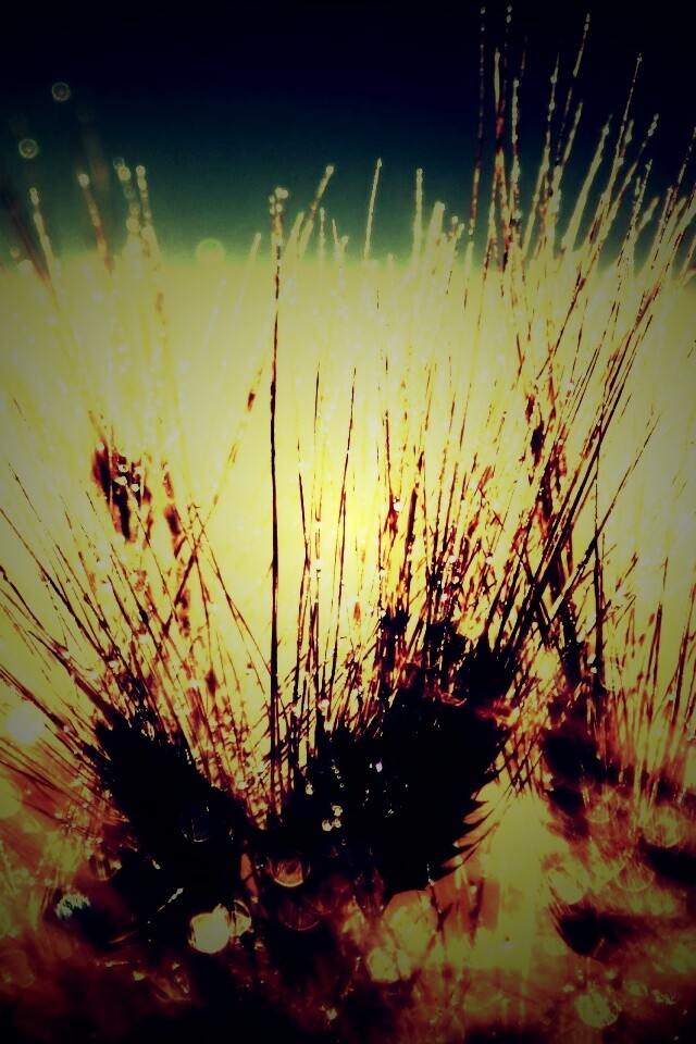 Трава на солнце обои