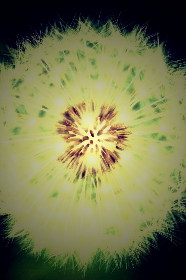 Макро фотография одуванчика обои