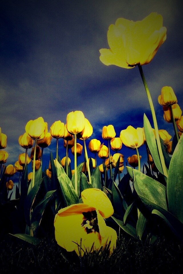 Жёлтые тюльпаны обои