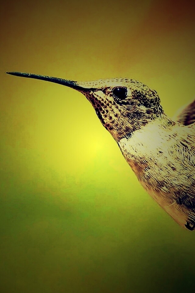 Колибри в полёте обои