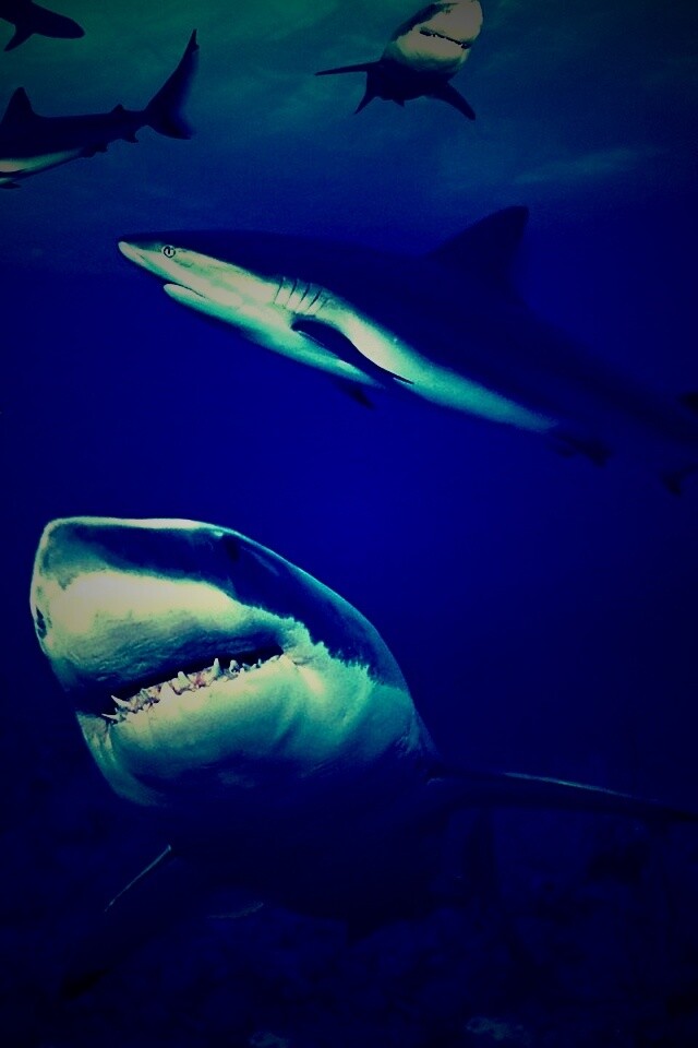 Стая акул обои