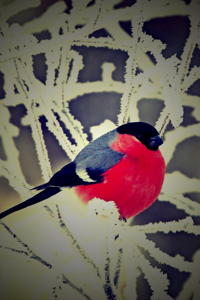 Снегирь на ветке обои