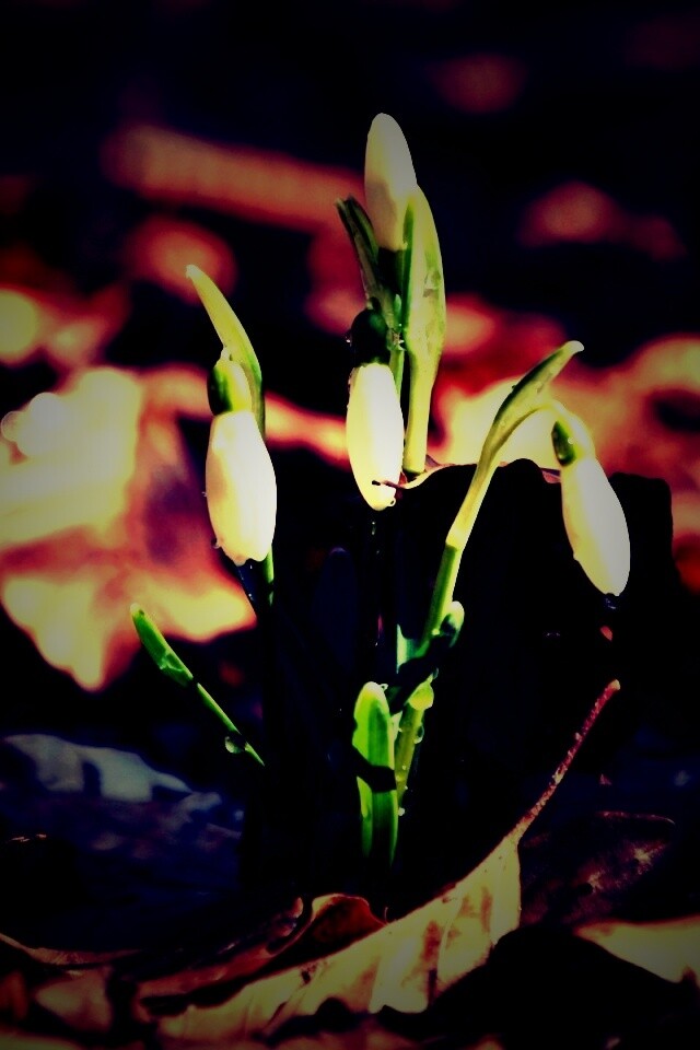 Первые весенние цветы обои