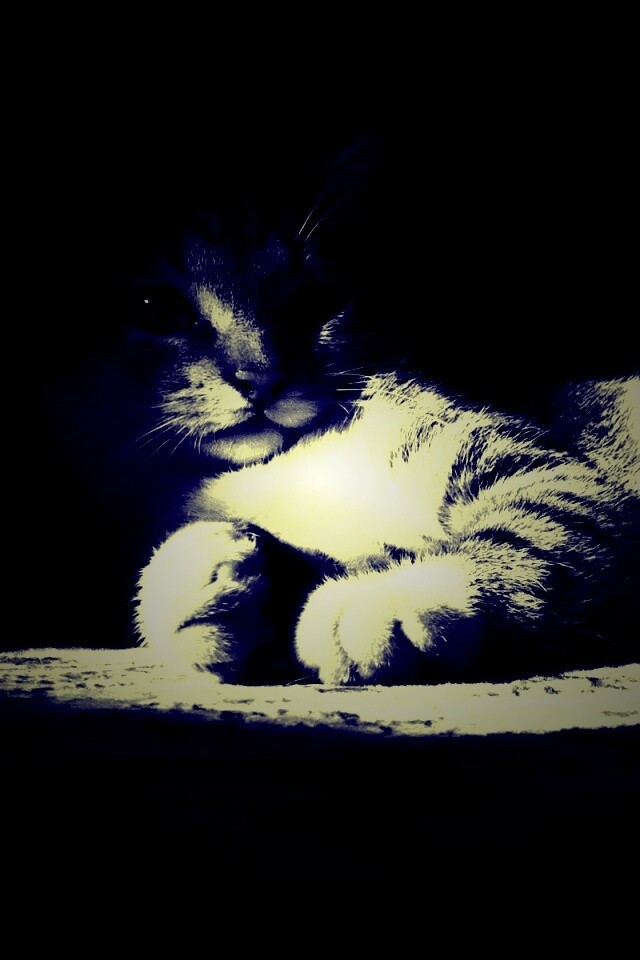 Котик в тени обои