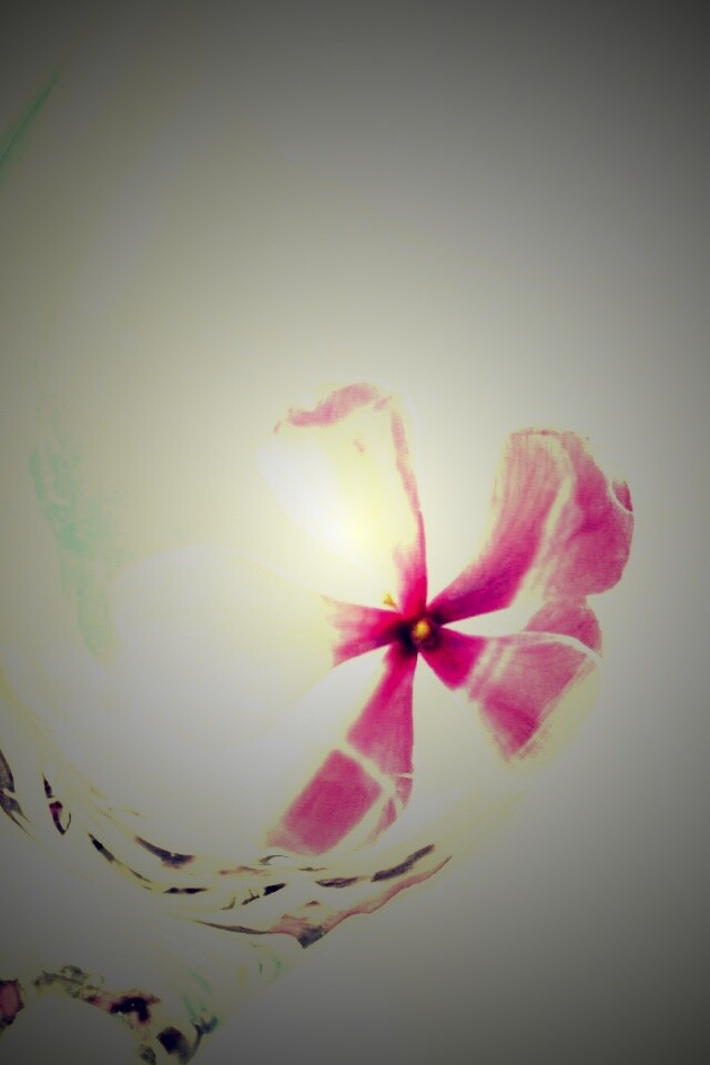 Нежный цветок в бокале на фоне голубого неба обои