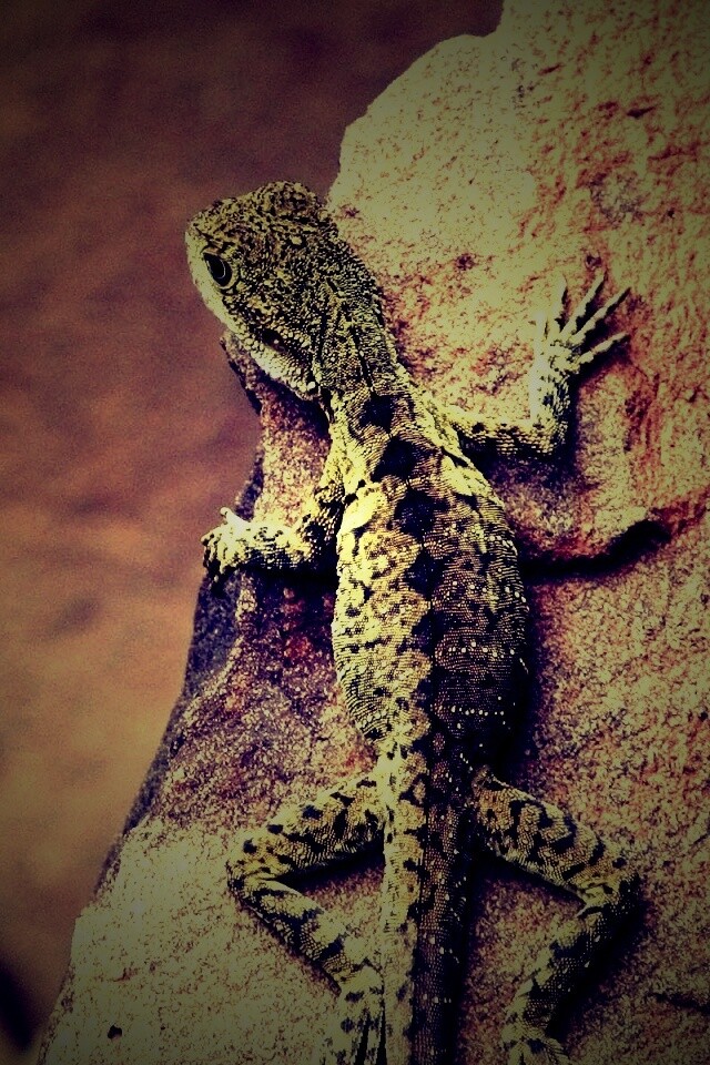 Ящерица на камне обои
