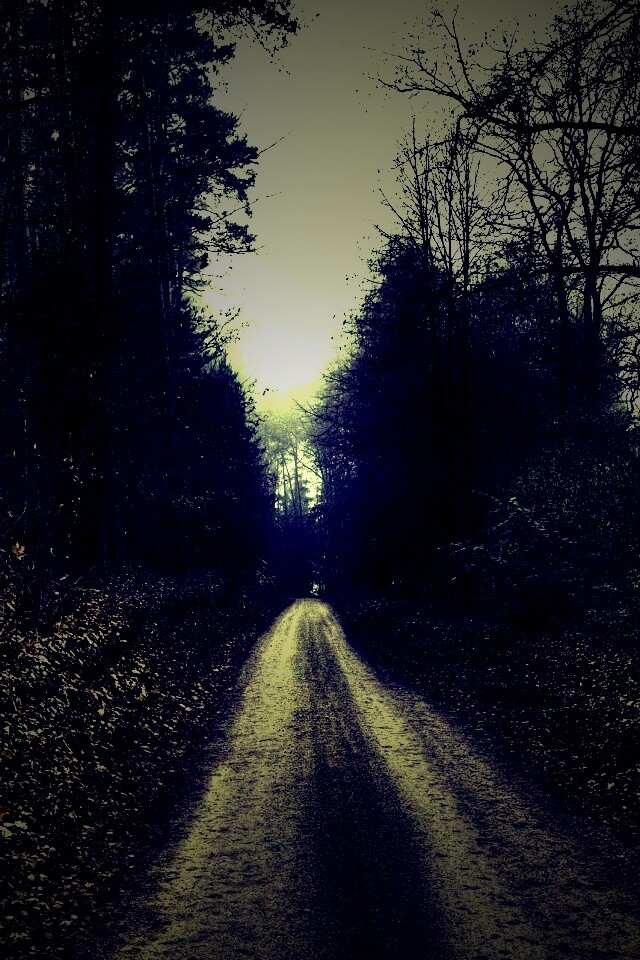 Дорога через лес обои