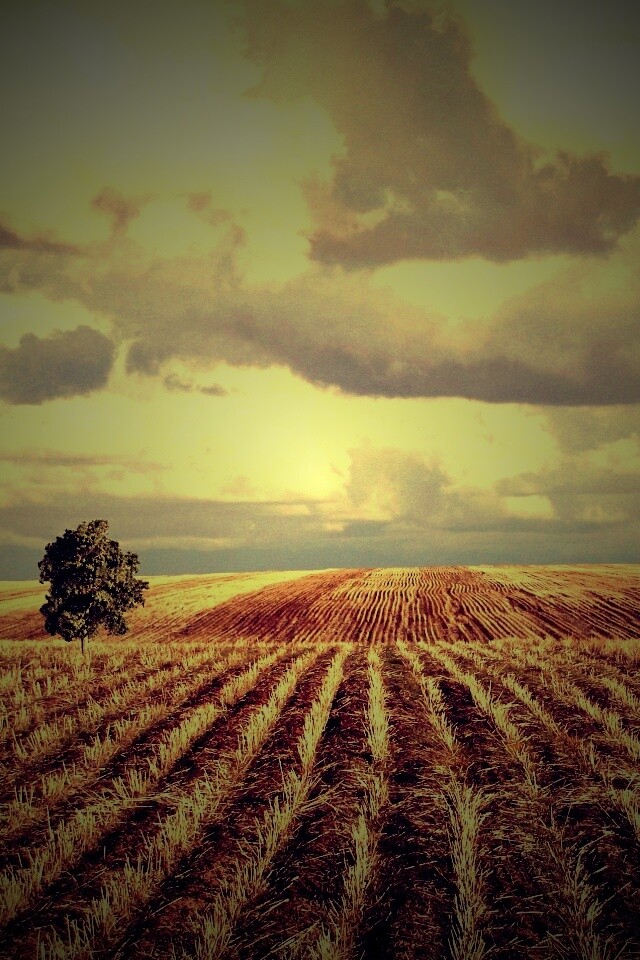Дерево в поле обои