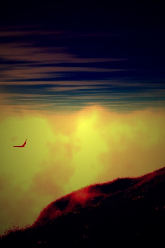Птица парит над туманом обои