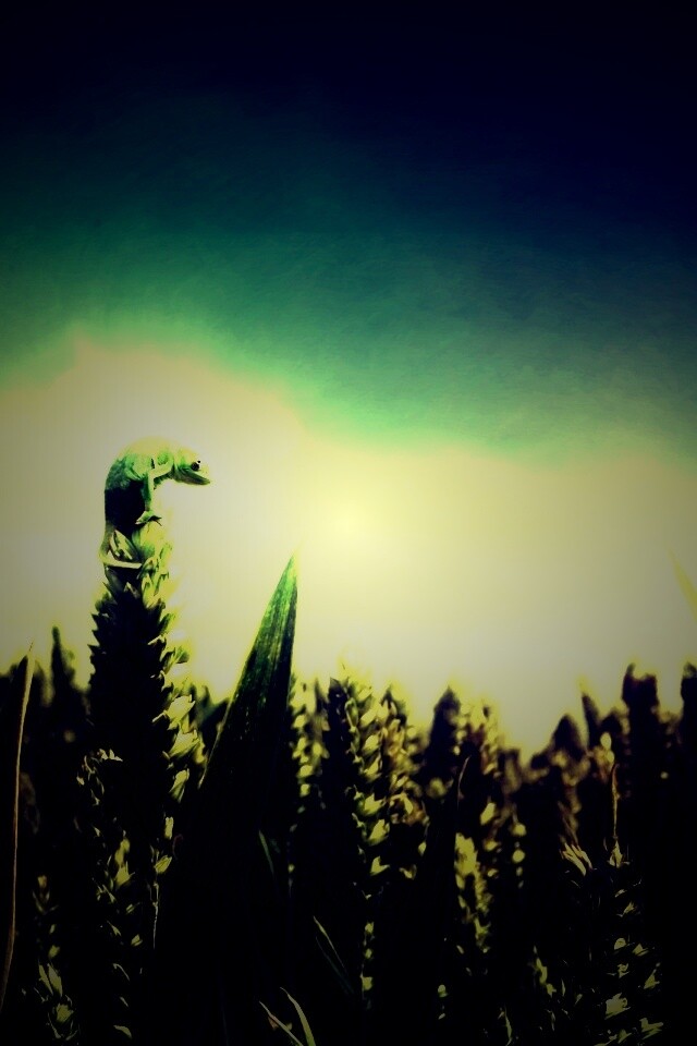 Маленький хамелеон на травинке обои