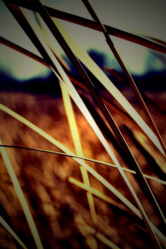 Желтая трава обои