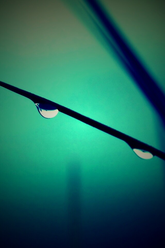 Трава после дождя обои