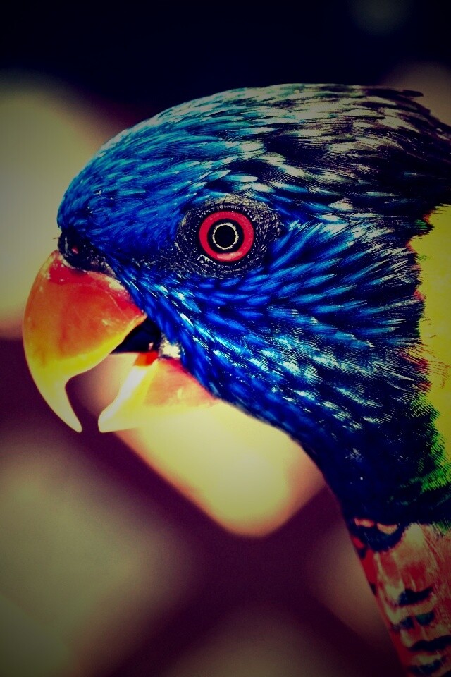 Красноглазйы попугай обои