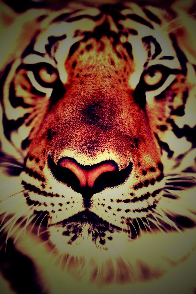 Красавец тигр обои