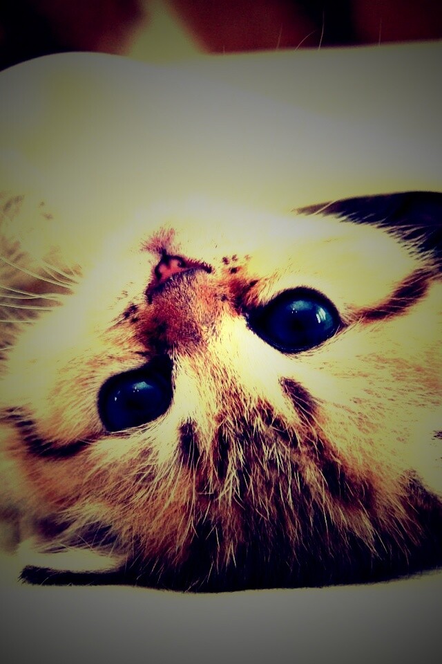 Котёнок вверх ногами обои