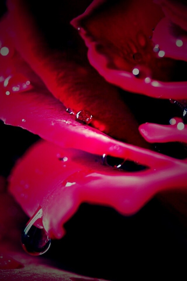 Капли на лепестках розы обои