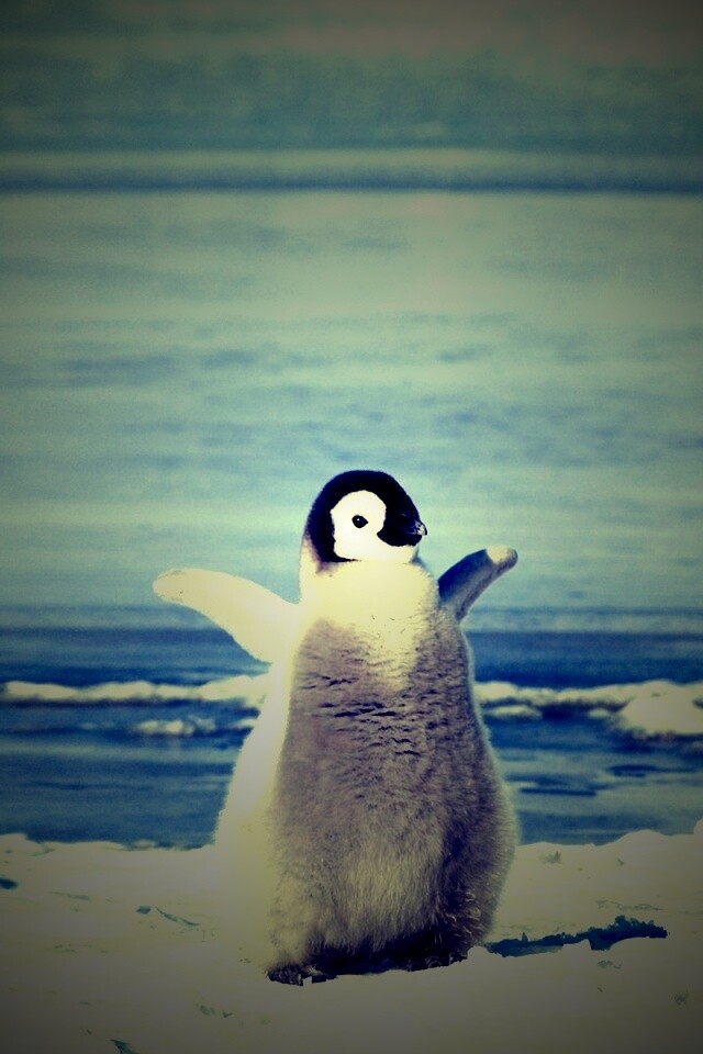 Радостный пингвинёнок обои