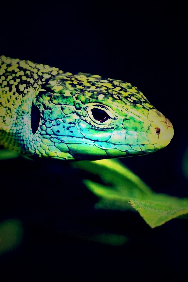 Ящерка на листьях обои