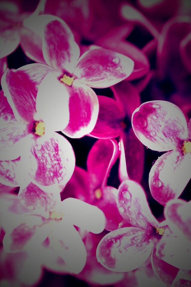 Цветы сирени обои