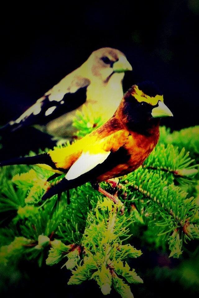 Птички с зелёными клювами обои