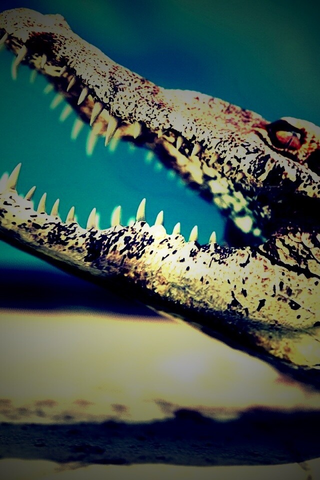 Крокодил разинул пасть обои