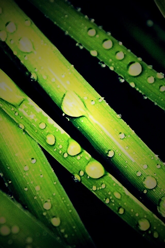 Капли на траве обои