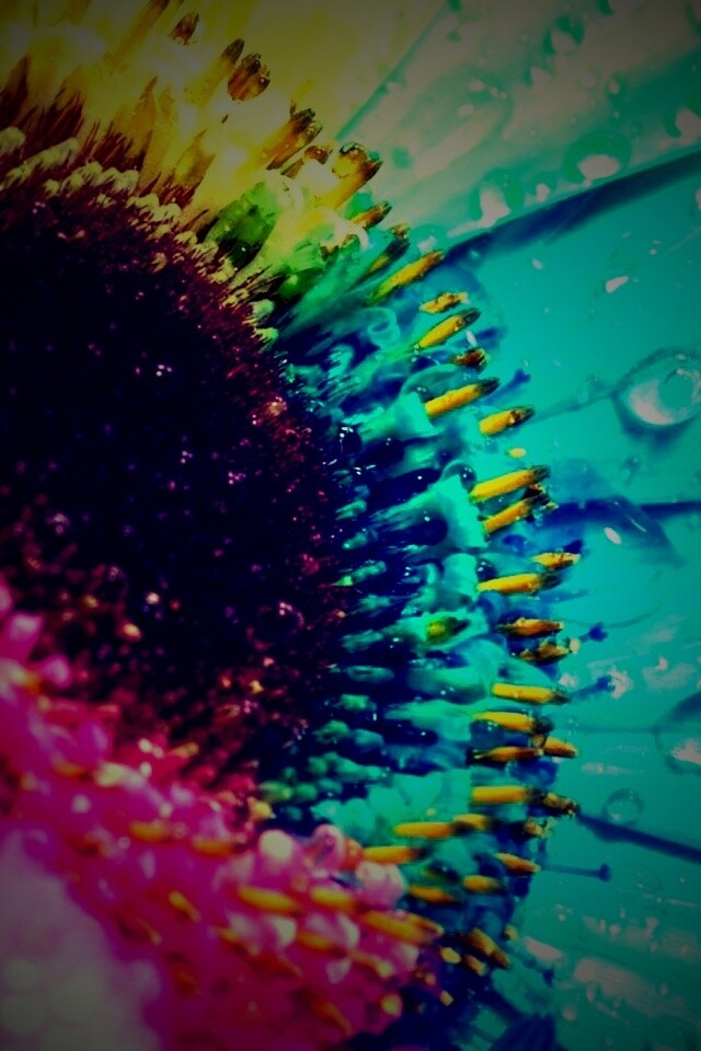 Цветик семицветик обои