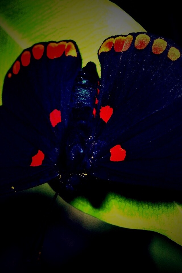 Бабочка на листе обои