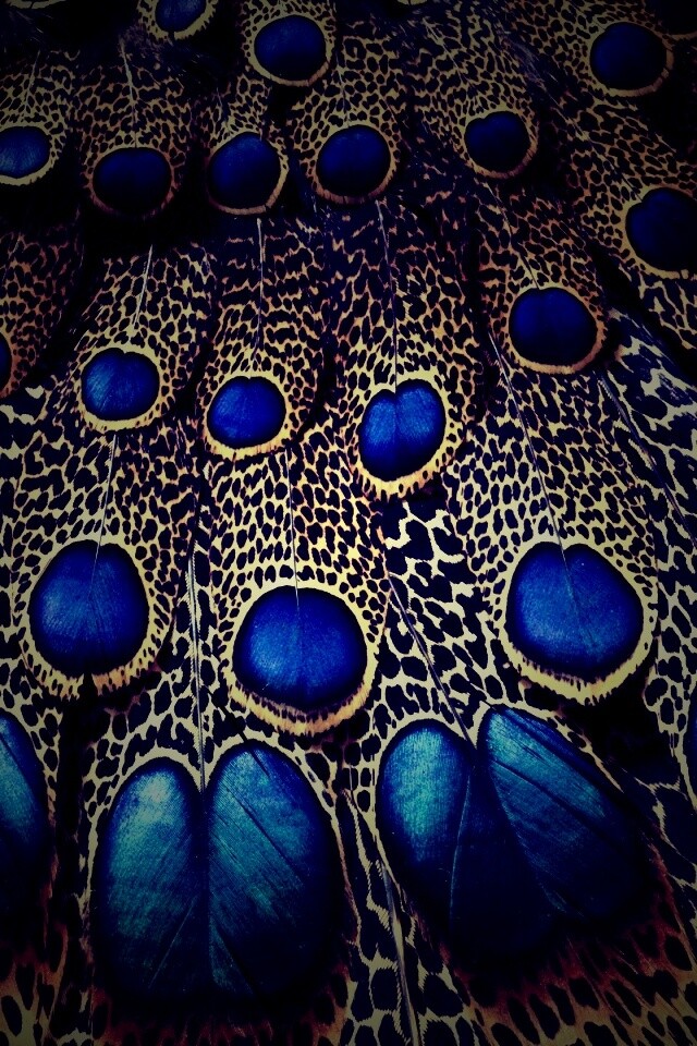 Хвост павлина обои