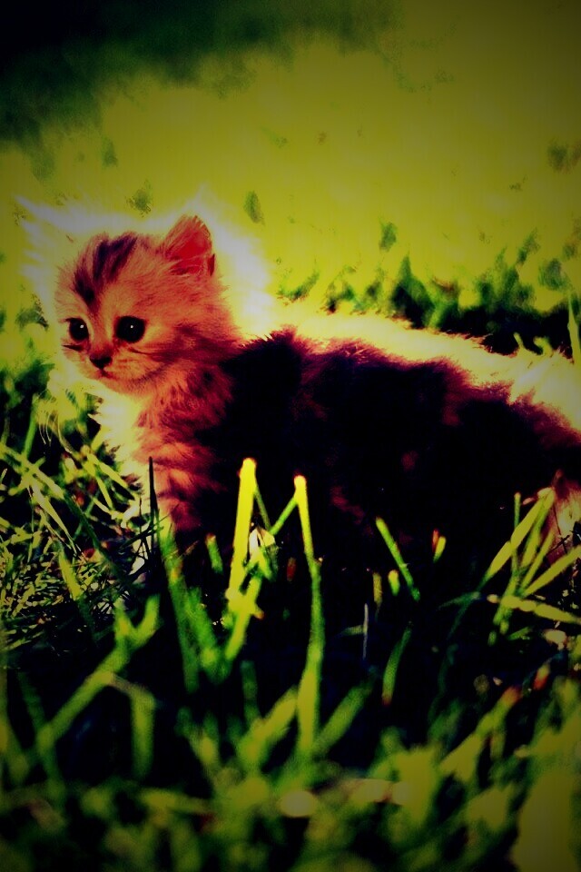 Котёнок в траве обои