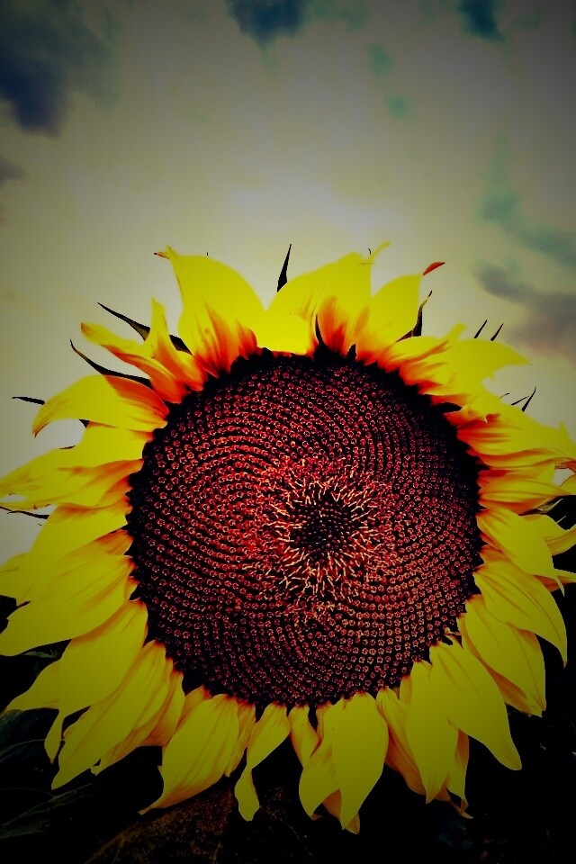 Подсолнухи обои