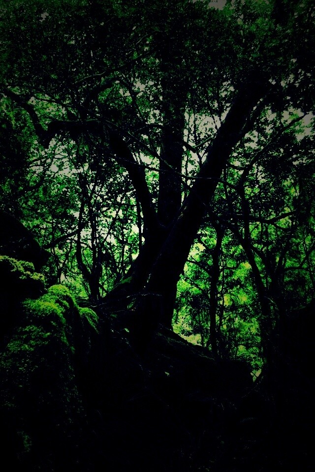 Чаща мшистого леса обои