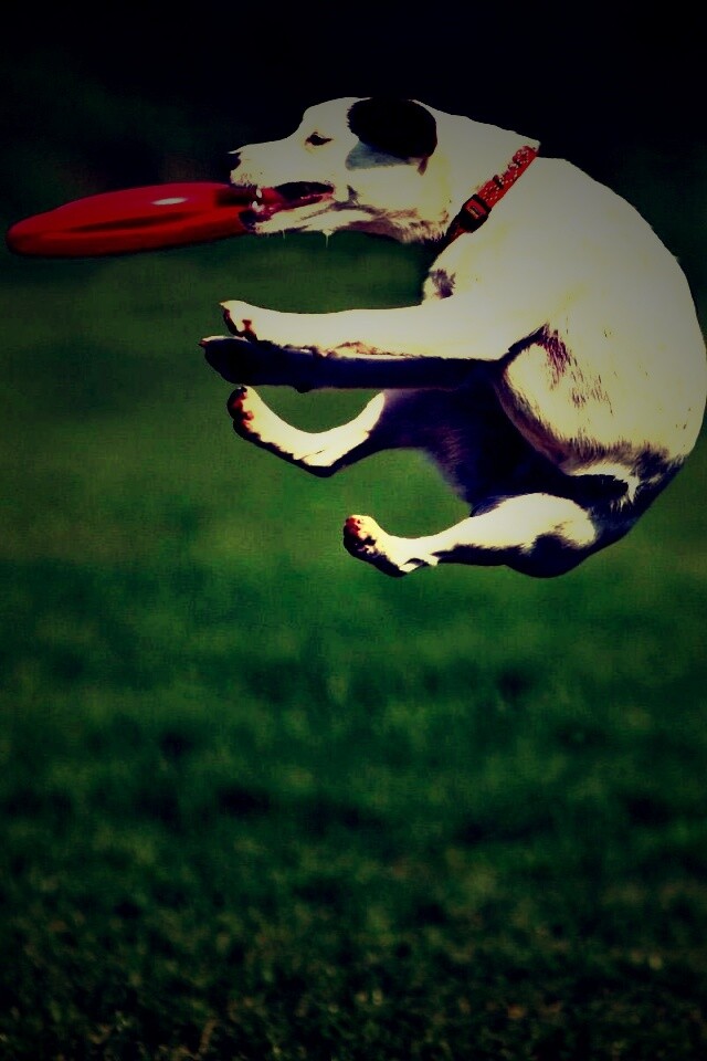 Ловкач обои