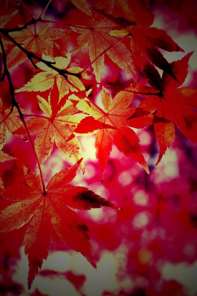 Осенние листья обои